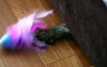 Video Stock Cat Under The Couch Playing With Feathers For PC