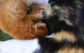Video Stock Cat Puppies Feeding On Mother For PC