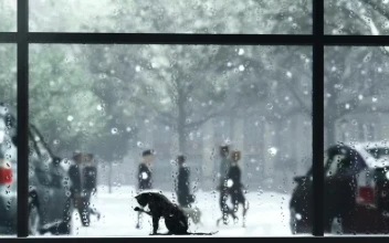 Video Stock Cat In A Window During Winter For PC