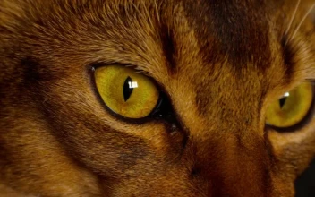 Video Stock Cat Eyes Closeup For PC