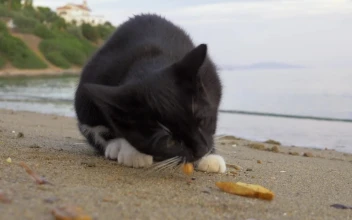 Video Stock Cat Eating Dropped Fries For PC