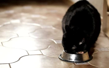 Video Stock Cat Eating From A Bowl For PC