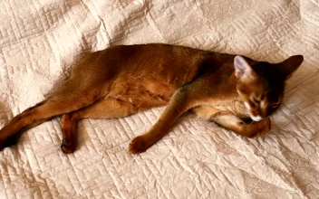 Video Stock Cat Cleaning His Paw For PC