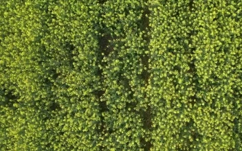 Video Stock Canola Plants In Early Summer For PC