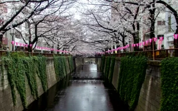 Video Stock Canal In The City Surrounded By White Cherry Trees For PC