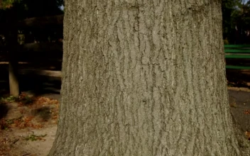 Video Stock Camera Moving Up A Tree Trunk For PC