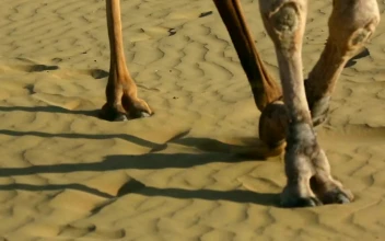 Video Stock Camels Crossing The Desert For PC