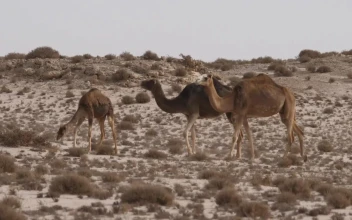 Video Stock Camel Herd Walking On A Desert For PC