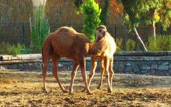 Video Stock Camel Couple In Arab Zoo For PC