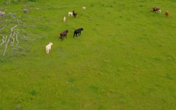 Video Stock Calves Feeding In A Meadow With Grass For PC