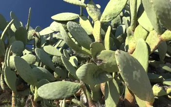Video Stock Cactus Plant In The Wild For PC
