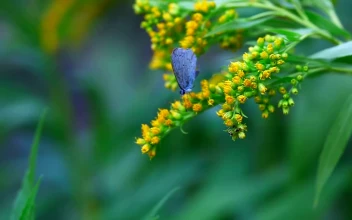 Video Stock Butterfly Standing On Yellow Flowers For PC