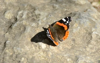 Video Stock Butterfly Sitting On A Rock For PC