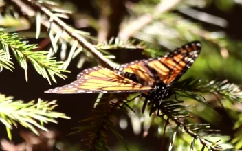 Video Stock Butterfly Resting On A Branch For PC