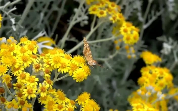 Video Stock Butterfly Perched On Yellow Flowers For PC