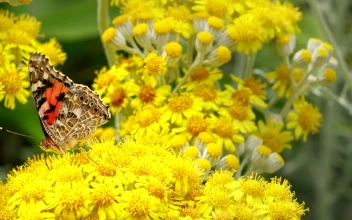 Video Stock Butterfly On Small Yellow Flowers For PC