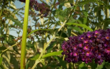 Video Stock Butterfly In A Summer Garden For PC