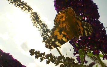 Video Stock Butterfly Hanging Off Of A Flower For PC