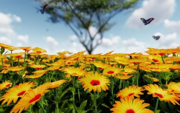 Video Stock Butterflies In A Sunflower Field For PC