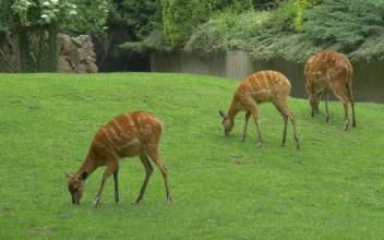 Stock Video Deers Grazing In The Grass For PC