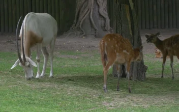 Stock Video Deers And A Goat Grazing In The Zoo For PC