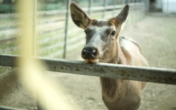 Stock Video Deer Standing In A Zoo For PC