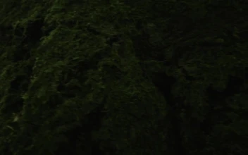 Stock Video Deer Looking At The Camera For PC