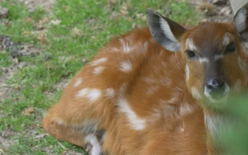 Stock Video Deer Lying In The Ground For PC