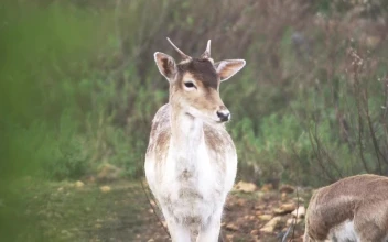 Stock Video Deer Looking At The Camera In The Forest For PC