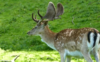 Stock Video Deer Licking His Fur On A Green Valley For PC