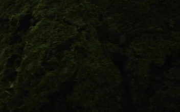 Stock Video Deer In The Wild For PC