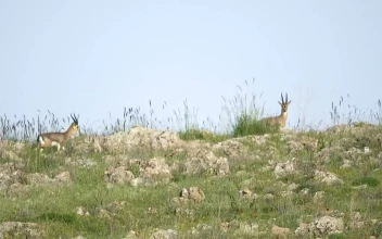 Stock Video Deer Family Walking In The Mountain For PC