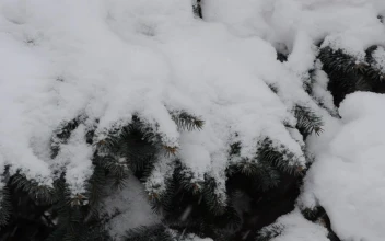 Stock Video Deep Snow Falling Across A Garden For PC