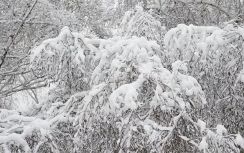 Stock Video Deep Snow Covering Trees For PC