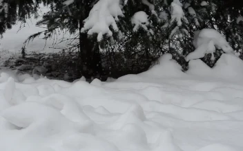 Stock Video Deep Snow Covering The Forest Floor For PC