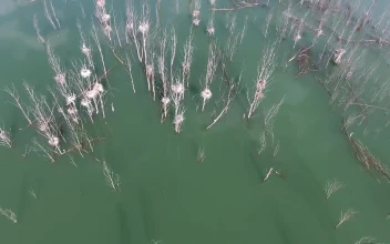 Stock Video Dead Trees In A Flood For PC