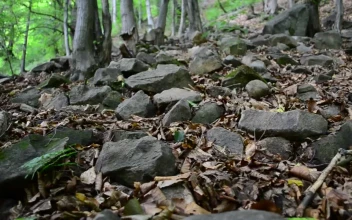 Stock Video Dead Leaves Across The Forest Floor For PC