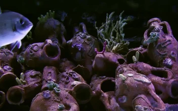 Stock Video Dark Tank With Silver Fish Swimming For PC