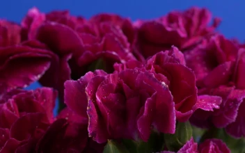 Stock Video Dark Pink Flowers For PC