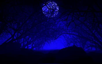 Stock Video Dark Dry Tree Forest In D Under A Big Moon For PC