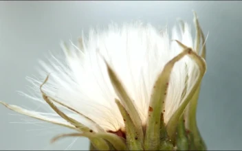 Stock Video Dandelion Opening Time Lapse For PC