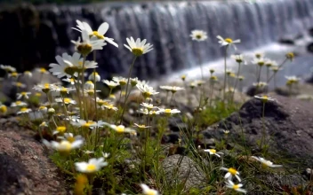Stock Video Daisy Flowers Near A Big Waterfall For PC