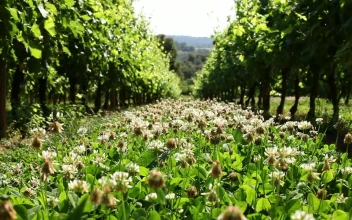 Stock Video Daisy Field In An Agricultural Field For PC