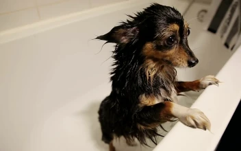 Stock Video Cute Wet Dog In The Bathtub After A Bath For PC