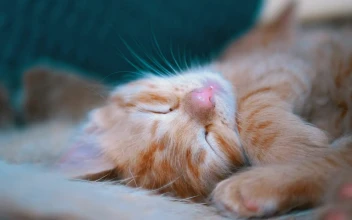 Stock Video Cute Red Kitten Sleeping In The Couch For PC