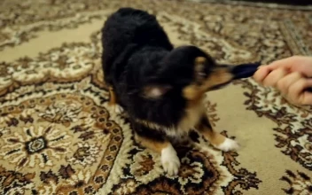 Stock Video Cute Dog Plays With His Cloth Toy With Its Owner For PC