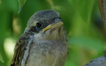 Stock Video Cute Bird Standing On A Tree Branch For PC