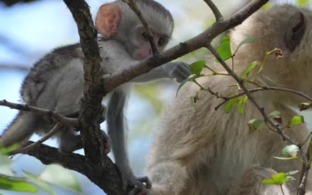 Stock Video Cute Baby Monkey Grabs A Leaf For PC