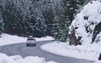 Stock Video Curve On A Snowy Forest Road For PC