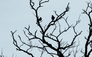 Stock Video Crows Against A Clear Sky For PC